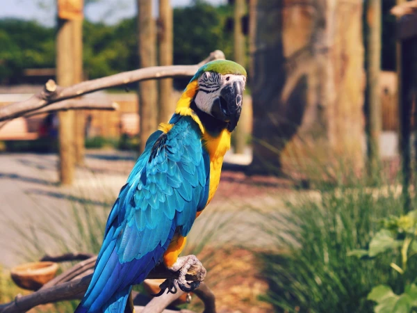 What-to-Know-Before-Owning-a-Macaw