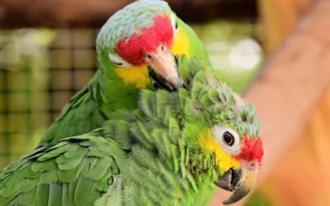Where Not to Touch a Macaw: A Veterinary Guide to Safe and Appropriate Handling