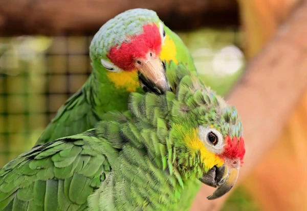 Where-Not-to-Touch-a-Macaw