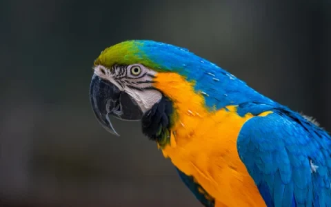 Are Macaws Good Luck?
