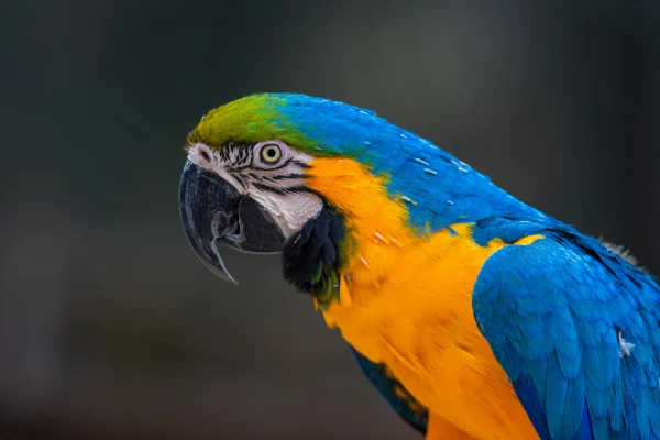 Are-Macaws-Good-Luck