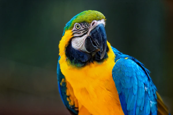 Can Blue Macaws Be Pets?