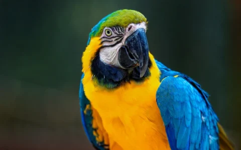 Should I Get One or Two Macaws?
