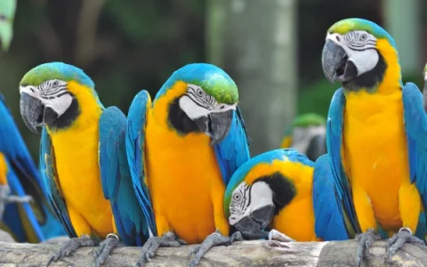 Can Blue Macaws Be Pets?