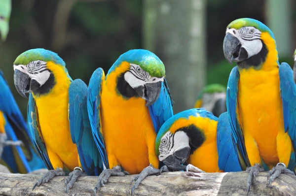 Can-Blue-Macaws-Be-Pets