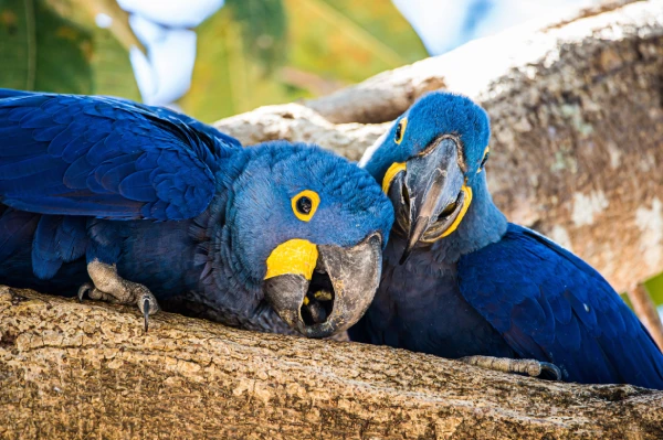 Can Blue Macaws Be Pets?