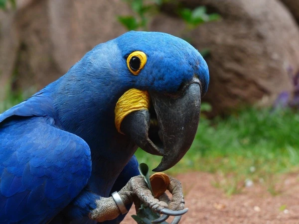 Can Blue Macaws Be Pets?