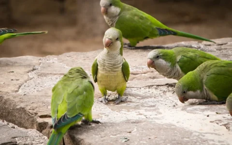 How Did Monk Parakeets Get to Spain?