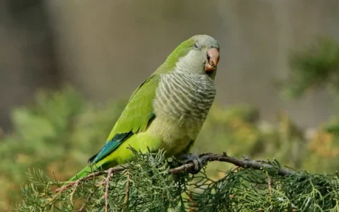 How Long Do Monk Parakeets Live?