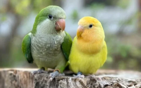 Is a Monk Parakeet a Good Pet?