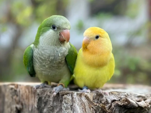 Is-a-Monk-Parakeet-a-Good-Pet