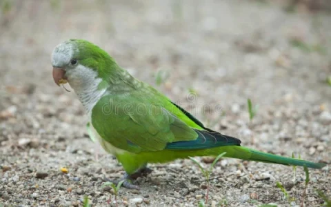 Do Monk Parakeets Speak?