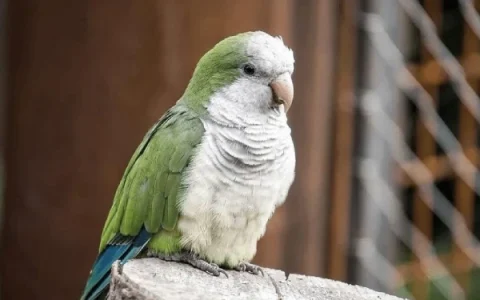 Are Monk Parakeets Protected?