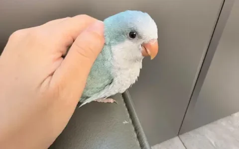 Can Monk Parakeets Eat Meat? Veterinary Nutrition Guide