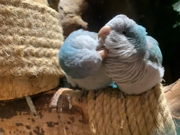 Can Monk Parakeets Eat Bananas?