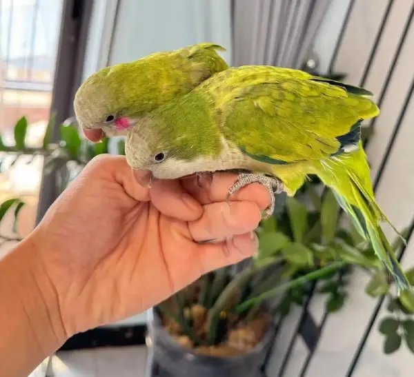 Can Monk Parakeets Eat Bananas?
