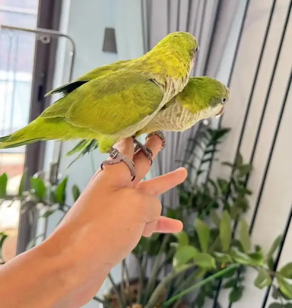 Can Monk Parakeets Eat Bananas?