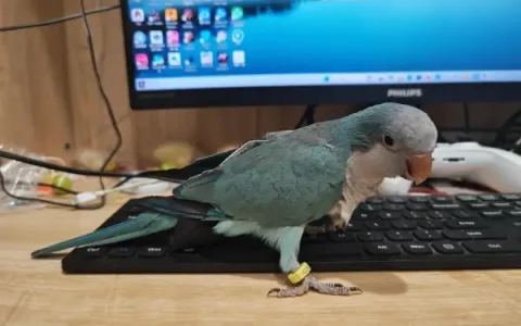 Can Monk Parakeets Eat Pineapple?