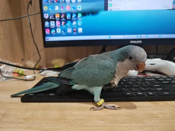 Can Monk Parakeets Eat Pineapple?