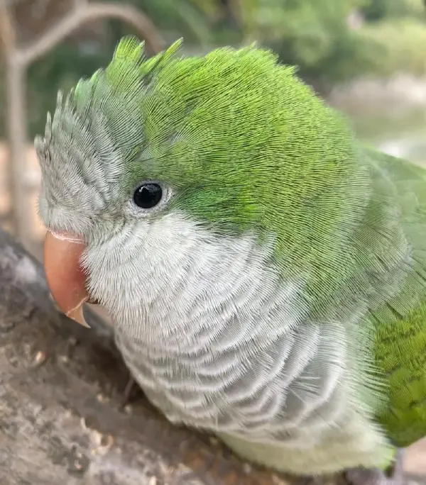 How Do You Take Care of a Monk Parakeet?