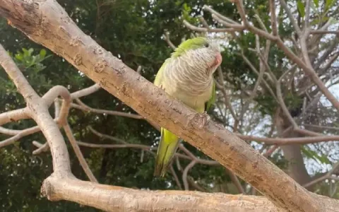 How Do You Take Care of a Monk Parakeet?