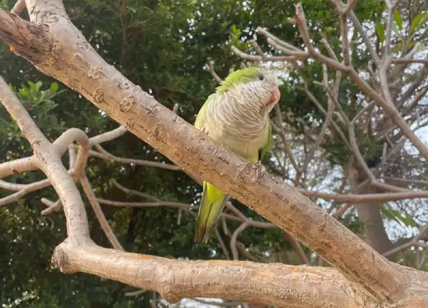 How Do You Take Care of a Monk Parakeet?