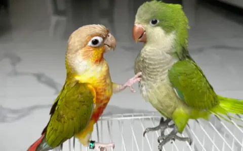 What Can Monk Parakeets Eat? Veterinary Nutrition Guide