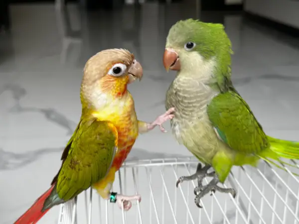 What-Can-Monk-Parakeets-Eat