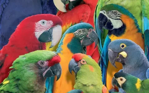 Which Parrot Has the Highest IQ?