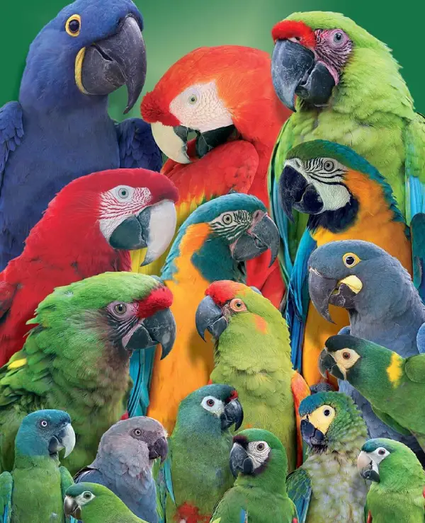 Which-Parrot-Has-the-Highest-IQ