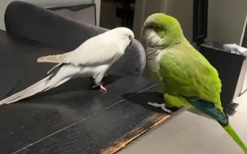 How Intelligent Are Quaker Parakeets?