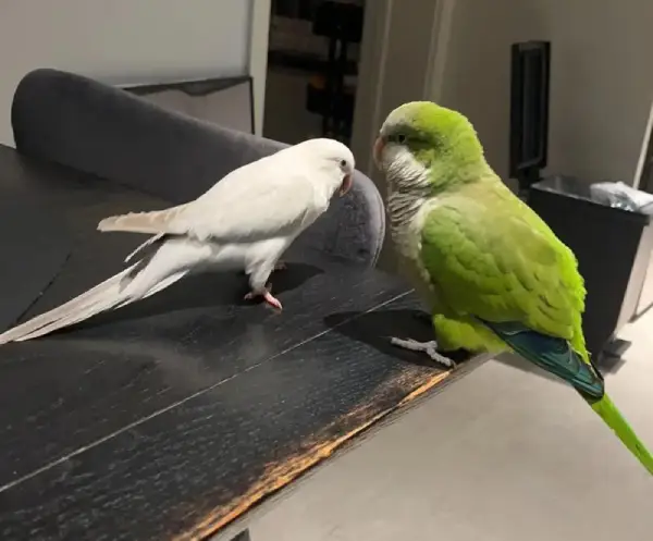 How-Intelligent-Are-Quaker-Parakeets