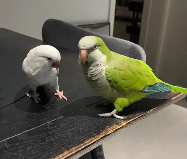 How-Intelligent-Are-Quaker-Parakeets