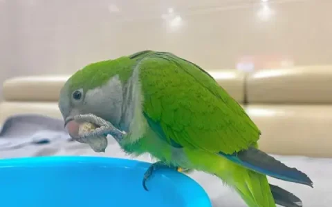 Is a Quaker Parrot Aggressive? Veterinary Behavioral Assessment