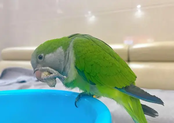 Is-a-Quaker-Parrot-Aggressive