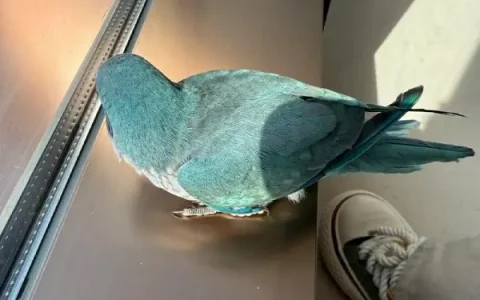 How to Teach a Monk Parakeet to Talk? Veterinary Training Guide