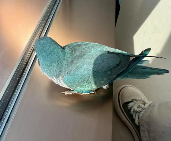How to Teach a Monk Parakeet to Talk? Veterinary Training Guide