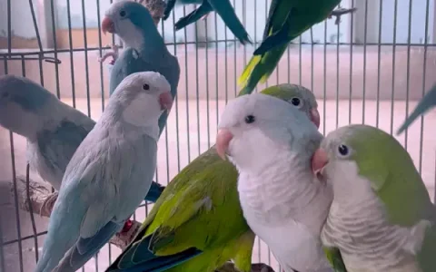 How to Know If a Monk Parakeet Is Male or Female