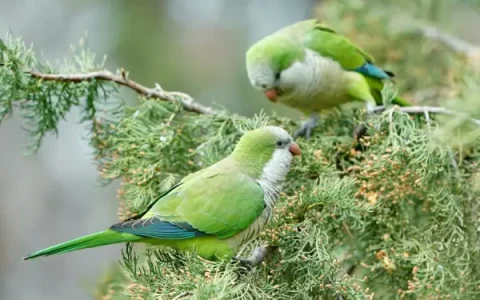 Monk Parakeet Behavioral Problems