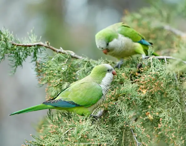How Big Do Monk Parakeets Get?