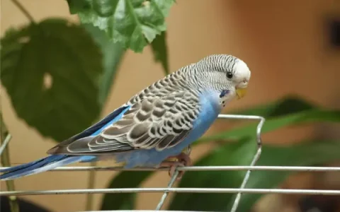 Budgerigar Behavioral Problems