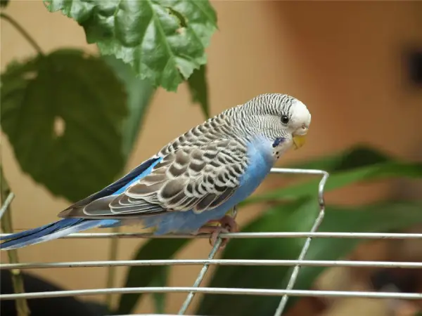 Budgerigar-Behavioral-Problems