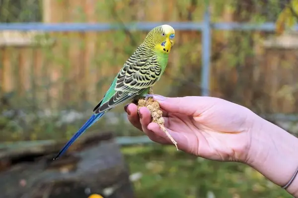 Budgerigar Behavioral Problems