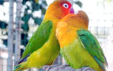 Lovebird Behavioral Problems
