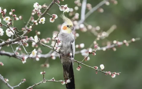 Cockatiel Behavioral Problems
