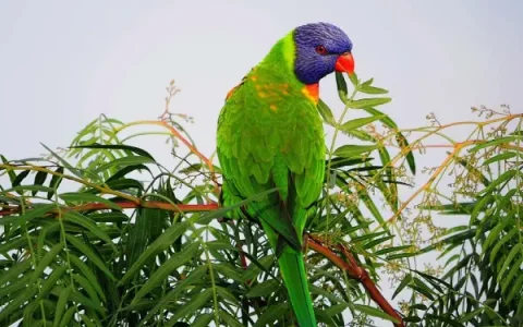 Conure Behavioral Problems