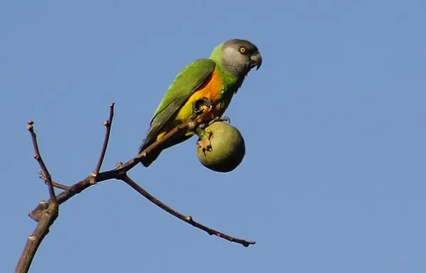 Senegal Parrot Behavioral Problems