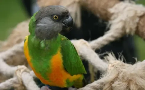 Senegal Parrot Behavioral Problems