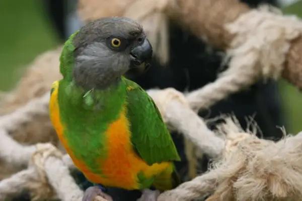 Senegal-Parrot-Behavioral-Problems