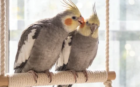 Single Cockatiel or Pair: Which Is Better for Your Home?